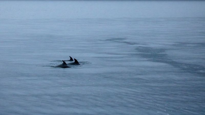 Dolphins, Milford Sound, NZ